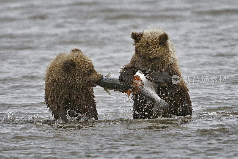 阿拉斯加克拉克湖国家公园，银鲑鱼溪，棕熊幼崽。两只幼崽在争夺妈妈抓到的鲑鱼。