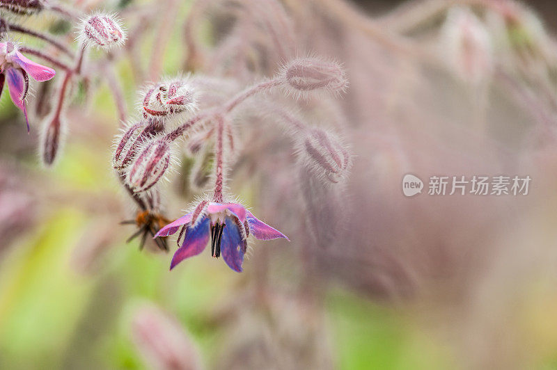 夏季花园中的琉璃苣花