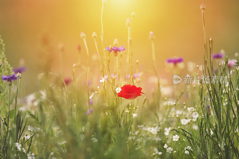 在阳光照耀的草地上的野花背景