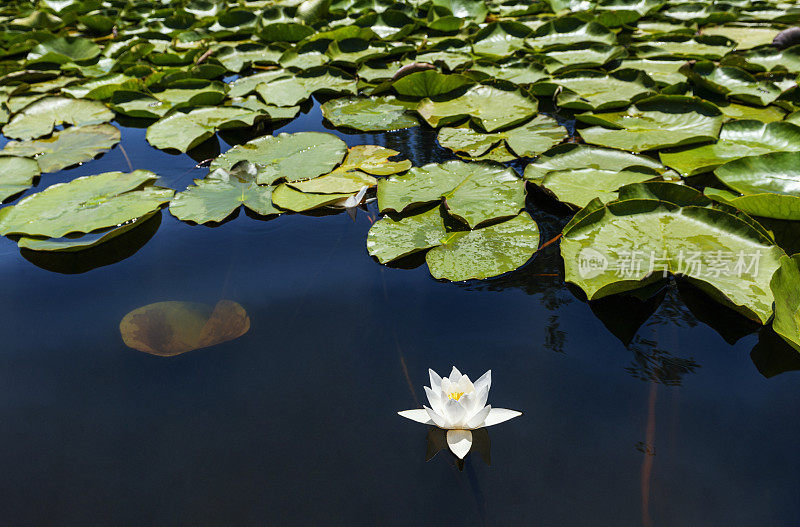 近距离开放的白色睡莲花在池塘在日落