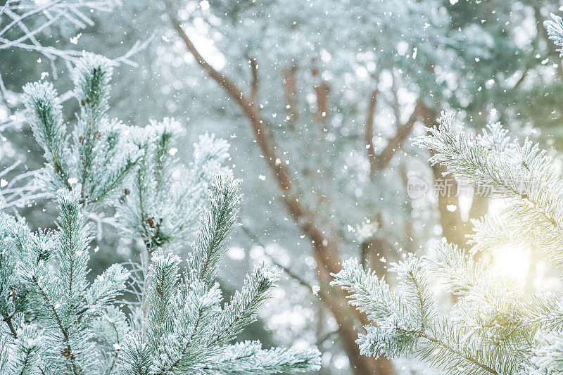 冬天的景象――结了霜的松枝上覆盖着一层雪。树林里的冬天