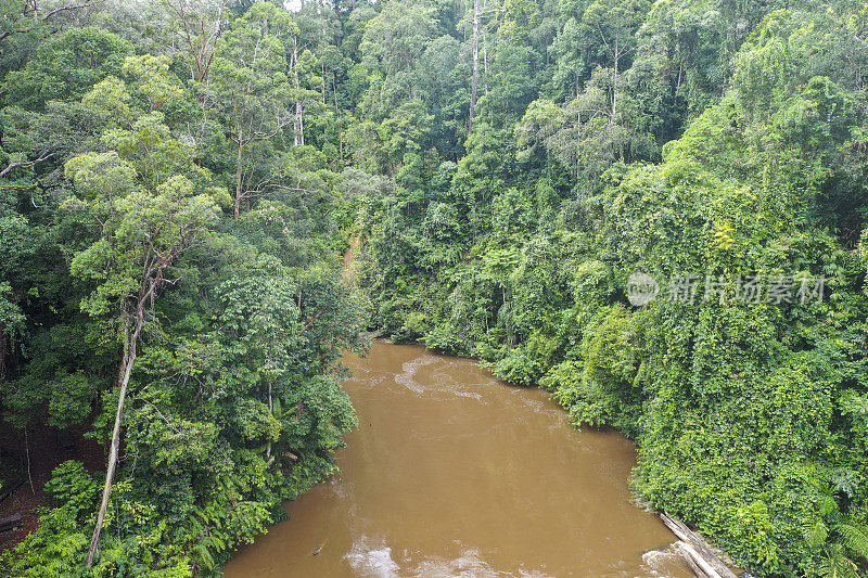 马来西亚婆罗洲热带雨林原始丛林。