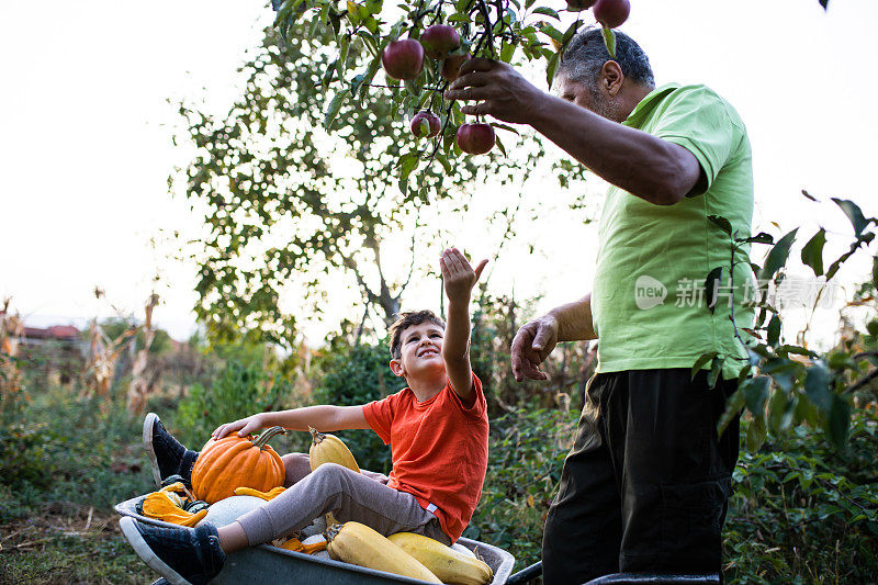 一个可爱的男孩让他的爷爷帮他摘树上的苹果