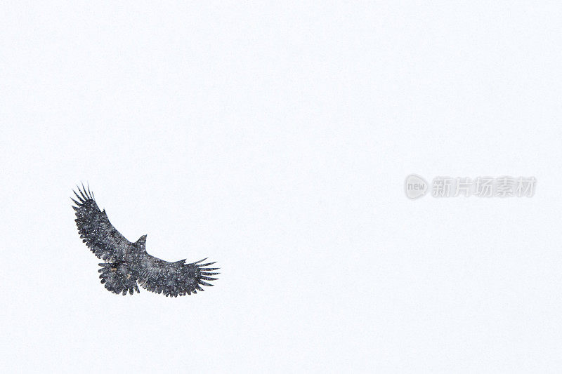 白头鹰在暴风雪中飞翔。