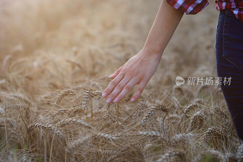 女人用手触摸小麦