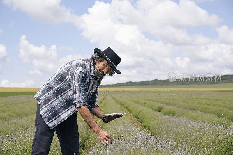 一个英俊的农民在薰衣草种植园检查新收获的肖像。农业职业。保加利亚的薰衣草花田。
