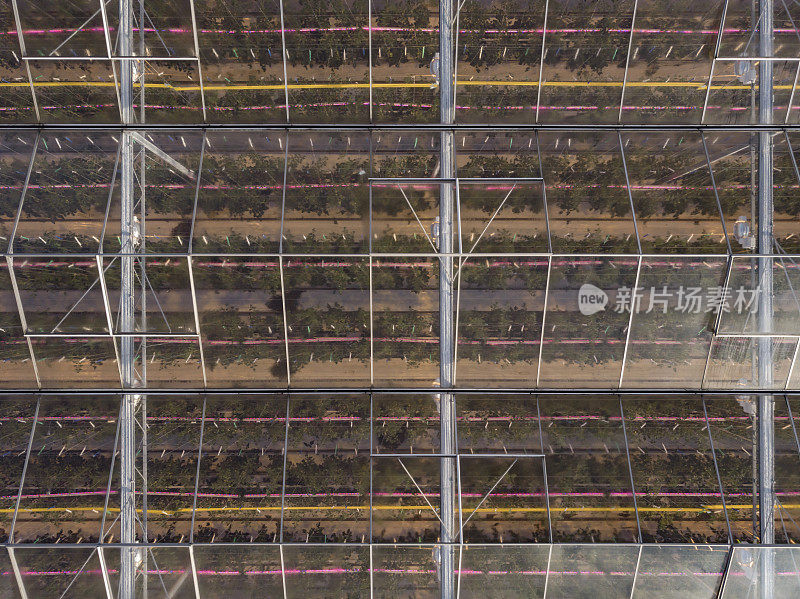 荷兰一座现代农业温室的鸟瞰图，该温室使用LED灯来支持植物的生长