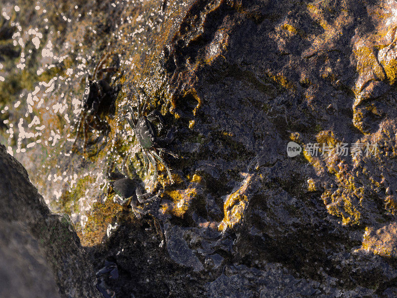 螃蟹在潮湿的岩石上爬行
