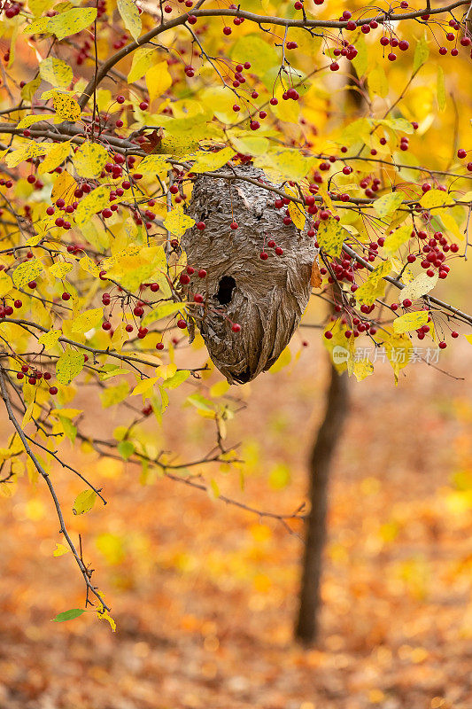 纸黄蜂巢在秋天的树林
