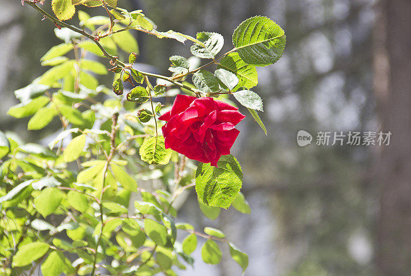 花-红玫瑰