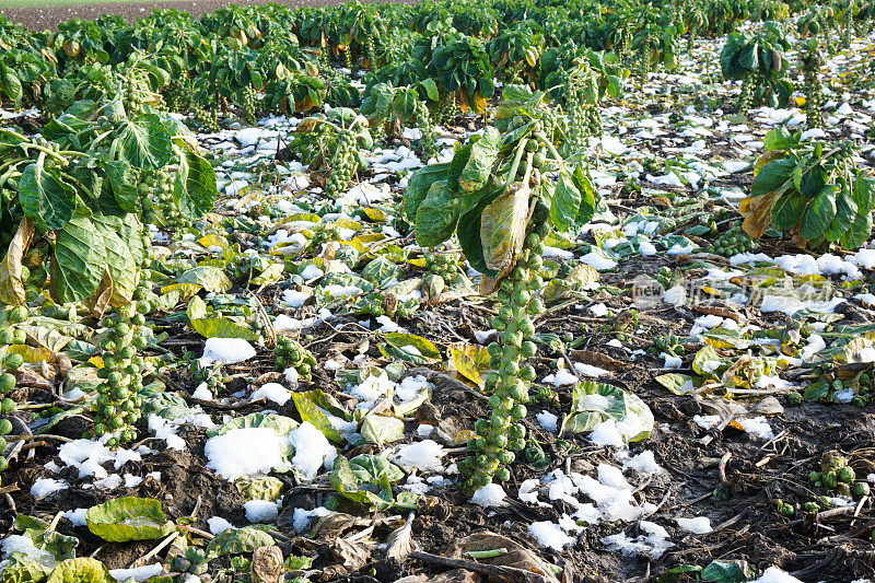 球芽甘蓝在冬天生长在农田里。