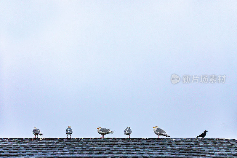 海鸥排成一排