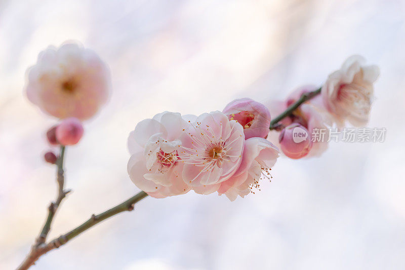 桃李在早春开花