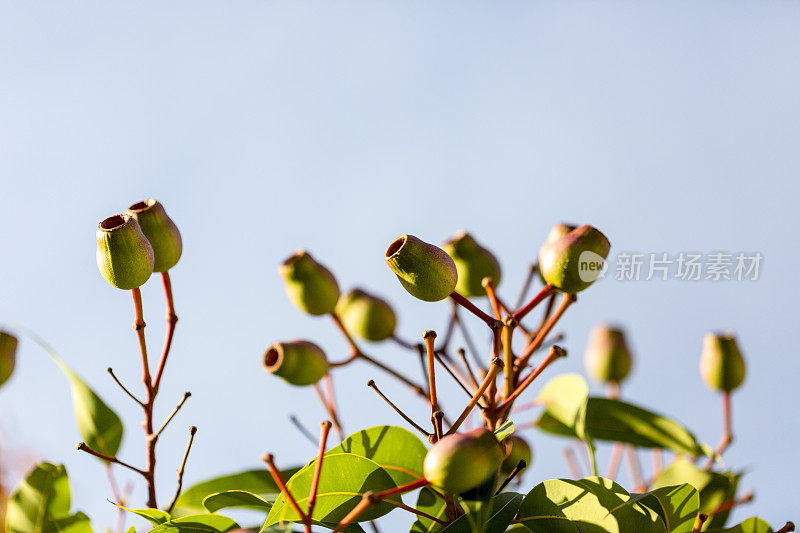 特写澳大利亚口香糖坚果，美丽的自然背景与复制空间