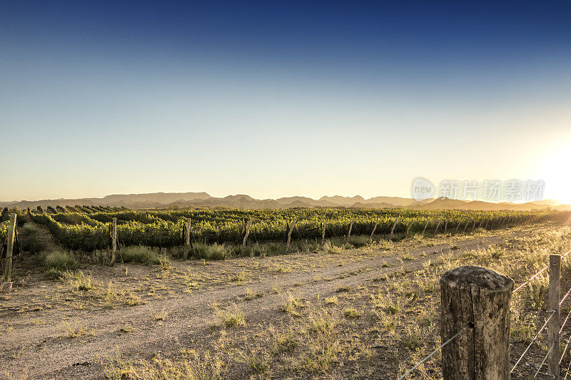 日落时分的圣拉斐尔葡萄园，位于阿根廷门多萨葡萄酒产区。