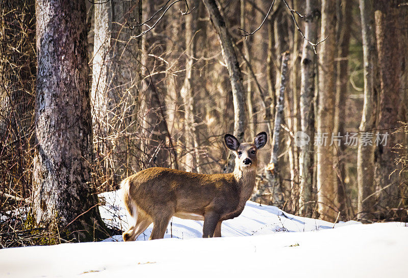 鹿在森林的边缘站在雪中