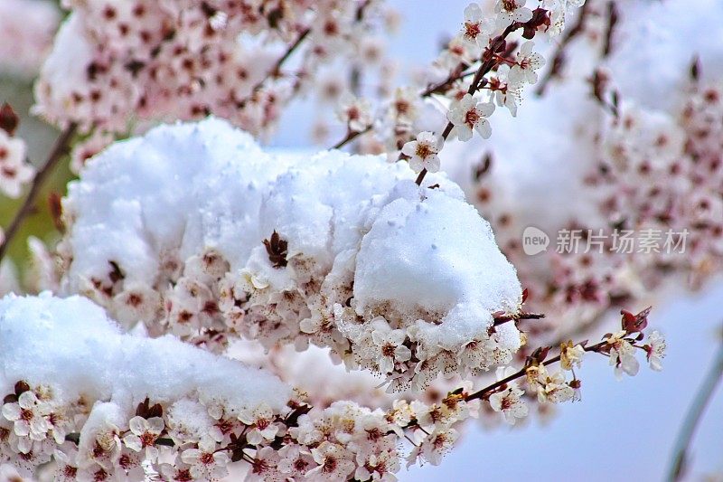 立春。梅树的枝头依然白雪覆盖。巴伐利亚,德国。