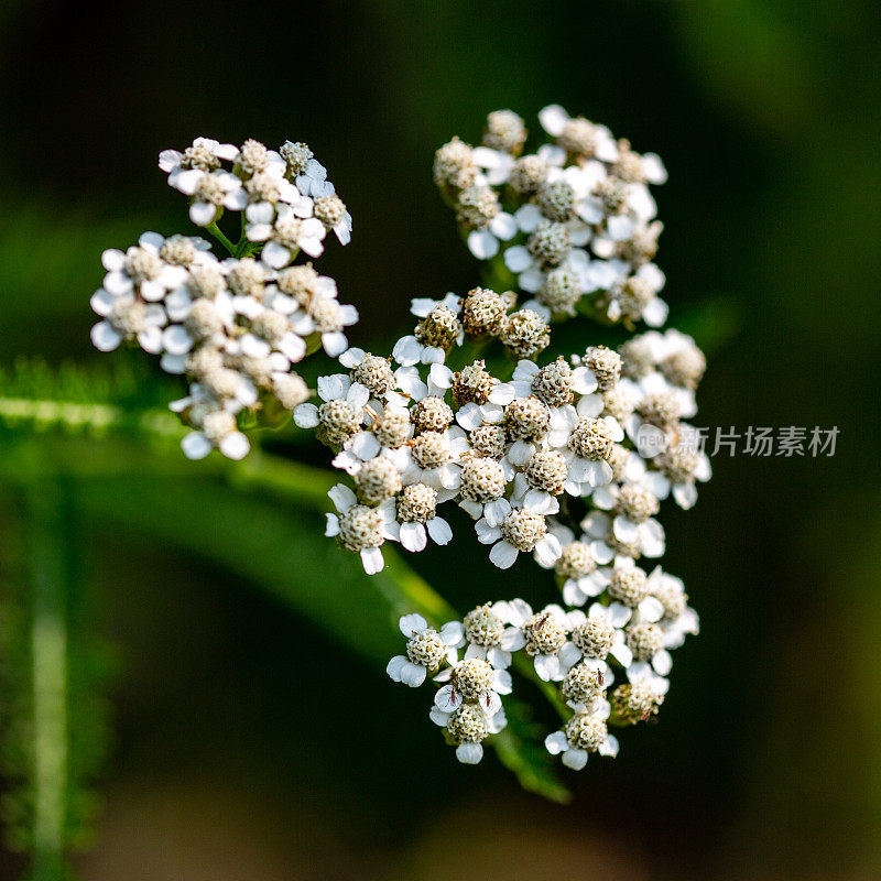 后院野花(蓍草)