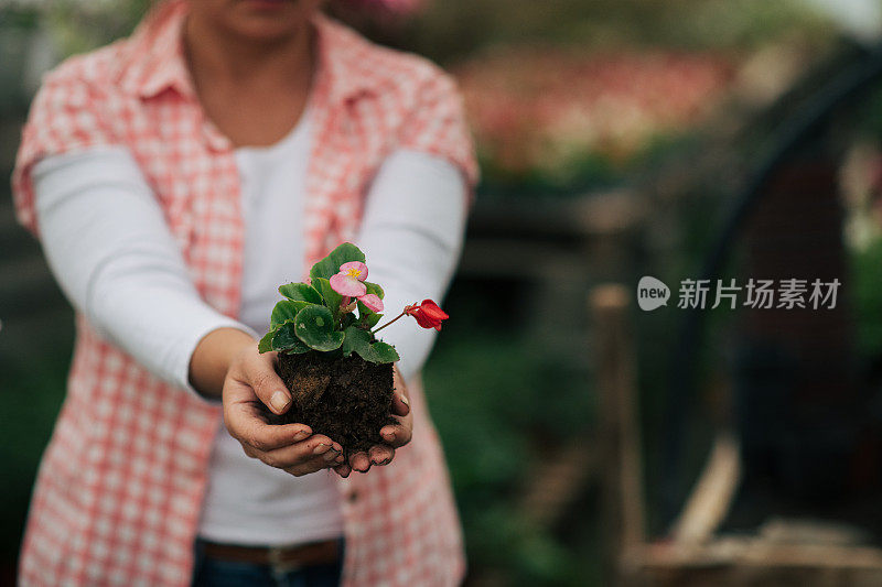 移植的花园鲜花