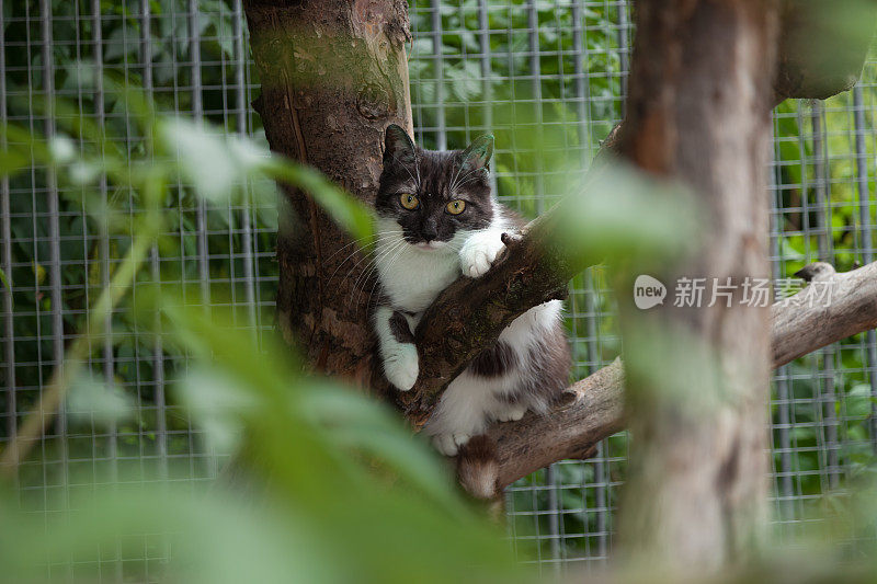 可怜的猫挂在网格前的树上