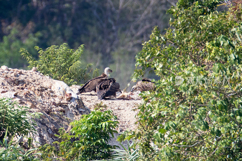秃鹫:一群喜马拉雅秃鹫或喜马拉雅狮鹫