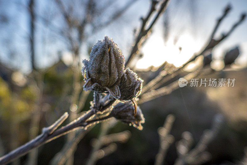 冬天的日出。灌木芽有结霜的冰晶。