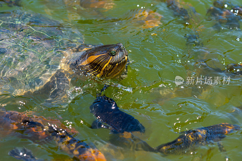 一只彩绘龟在绿水里，周围是锦鲤和金鱼