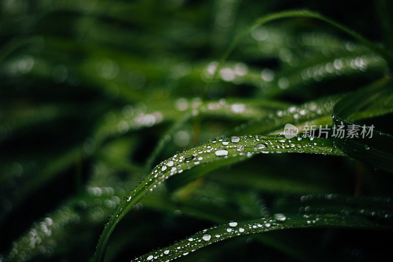 小雨打在树叶