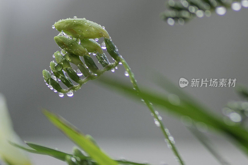 小苍兰花蕾上的雨滴的特写