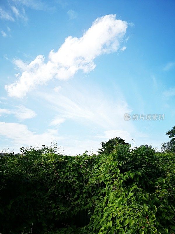 绿色森林从下面的天空背景