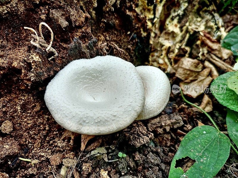 长在木头上的牡蛎蘑菇