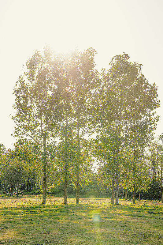成都阳光明媚的一天，公园里的一棵树