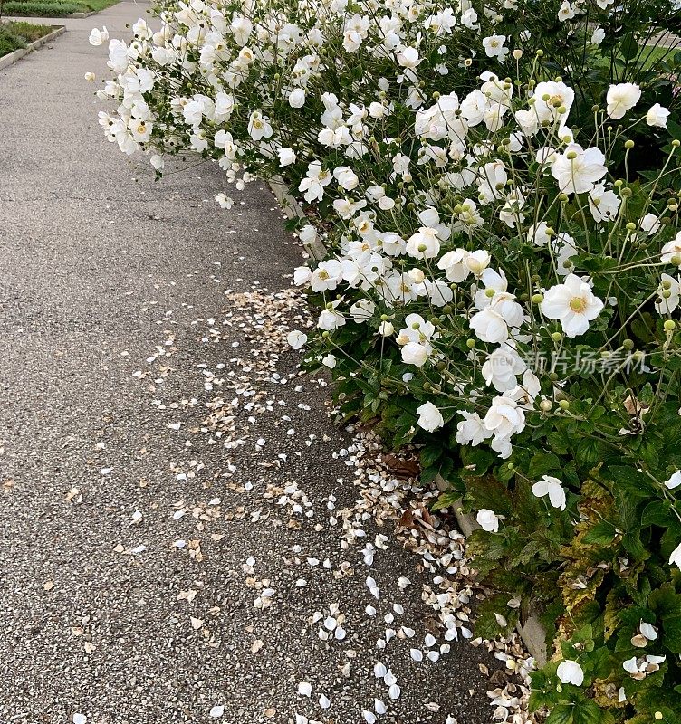 公园里盛开的银莲花和飘落的花瓣