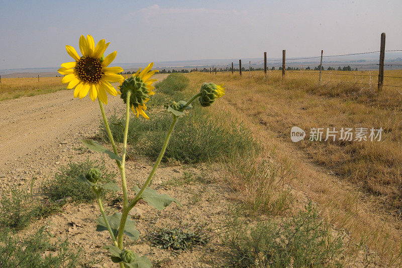 乡村牧场土路上的黑眼苏珊野花