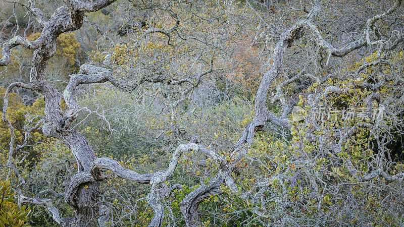 盘根拔节的橡树树枝是圣克鲁兹鹈鹕湾步道的一大特色。