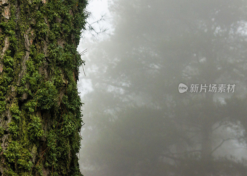 大树干上的苔藓。迷雾神秘森林中的苔藓