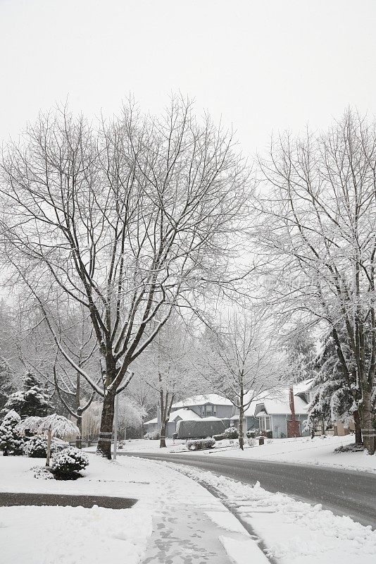 积雪在一个绿树成荫的大都市温哥华社区，加拿大