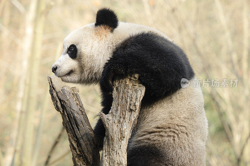 成都大熊猫正在爬树