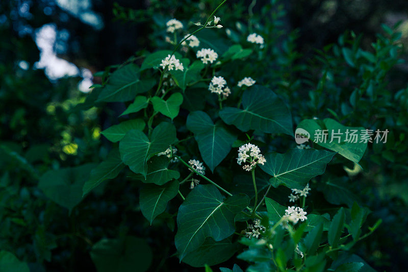 绿叶植物背景。自然公园的背景。旅游、度假。