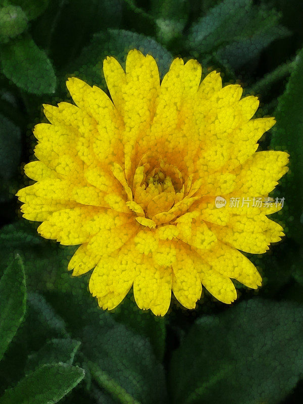 近景微距摄影单发光黄色菊花在明亮的自然叶绿色背景