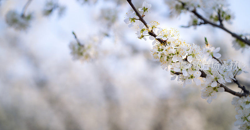 果园春花盛开