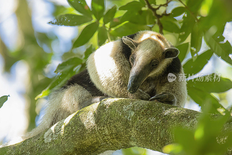 北部tamandua