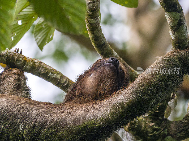 在哥斯达黎加拉福图纳附近，一只棕色喉咙的三趾树懒正在爬上一棵树
