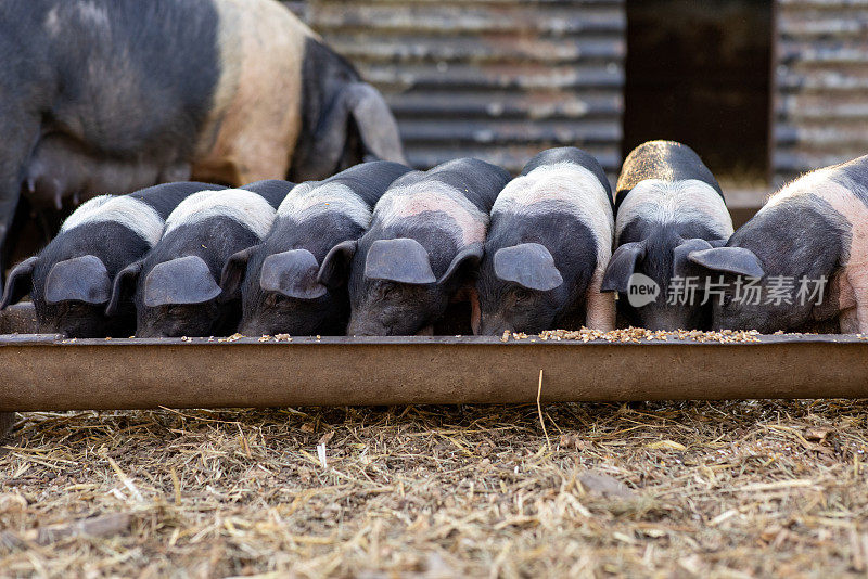 排成一排喂食的小猪