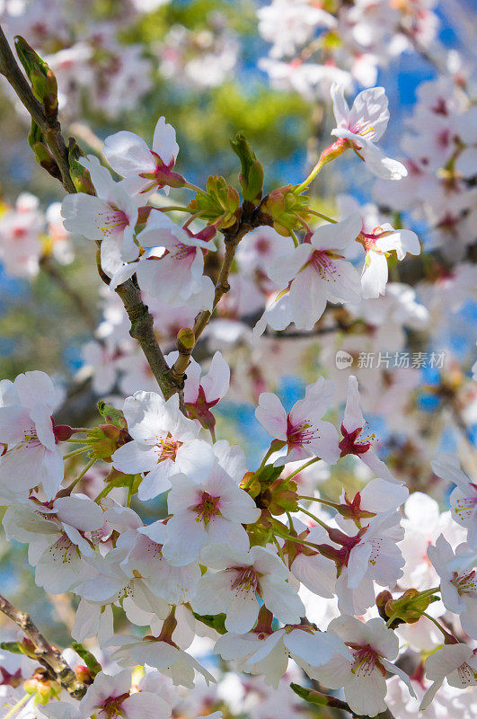 樱花特写