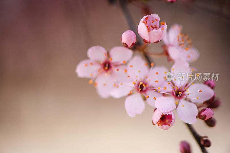 春天粉红色的花