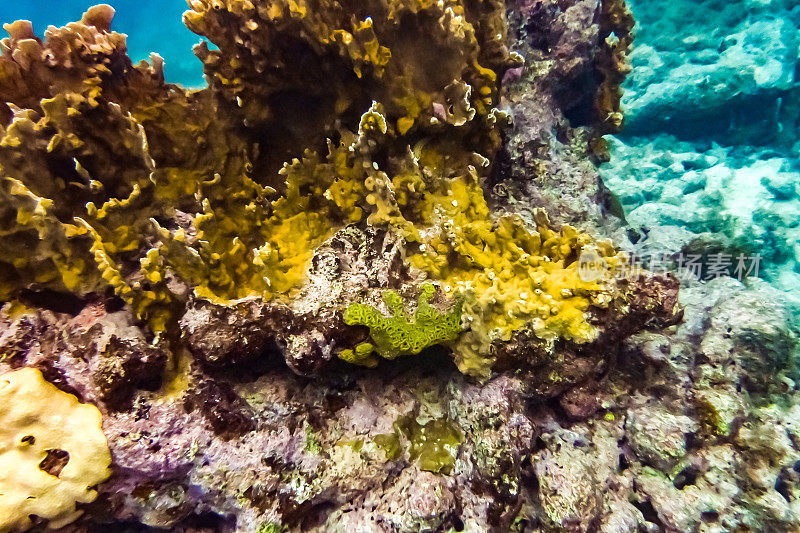 热带加勒比海洋生物水下珊瑚礁和海洋鱼类