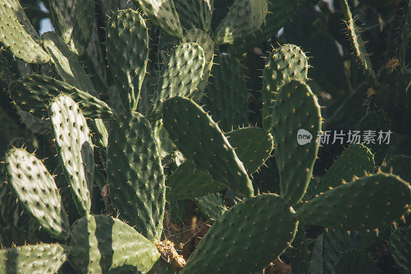 仙人掌属植物的沙漠植物(仙人掌属)在一个热带植物园