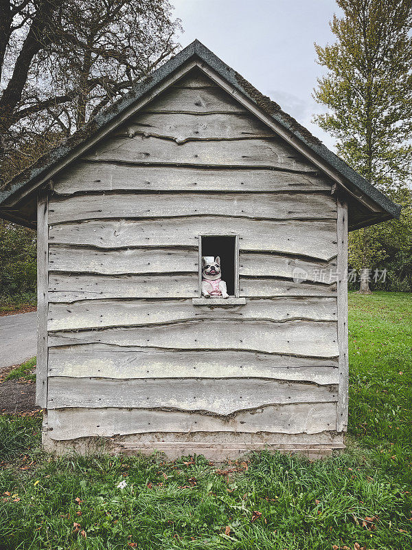 一只快乐的狗狗从木制公交候车亭的窗口向外张望