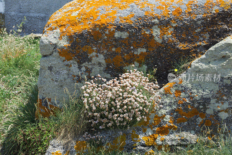 石头间的花朵